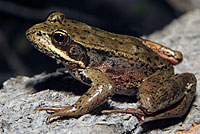 Northern Red-legged Frog