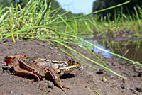 Northern Red-legged Frog