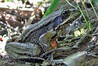 Northern Red-legged Frog