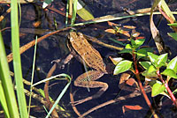 Northern Red-legged Frog