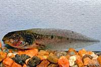 Northern Red-legged Frog Tadpole