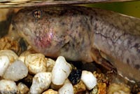 Northern Red-legged Frog Tadpole