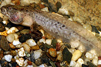 Northern Red-legged Frog Tadpole