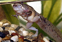 Northern Red-legged Frog Tadpole