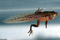 Northern Red-legged Frog Tadpole