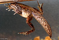 Northern Red-legged Frog Tadpole