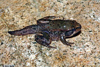 Northern Red-legged Frog 