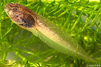 Northern Red-legged Frog Tadpole