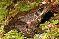 Northern Red-legged Frog