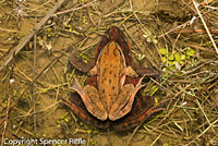 Northern Red-legged Frog