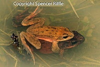 Northern Red-legged Frog