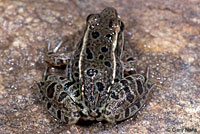 Rio Grande Leopard Frog