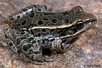 Rio Grande Leopard Frog