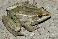 Rio Grande Leopard Frog