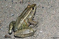 Rio Grande Leopard Frog