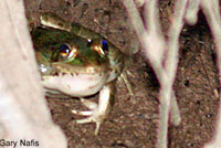 Rio Grande Leopard Frog