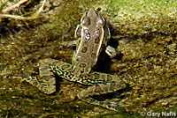 Rio Grande Leopard Frog