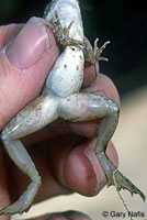 Rio Grande Leopard Frog