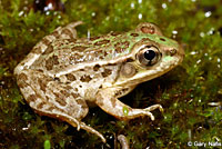 Rio Grande Leopard Frog