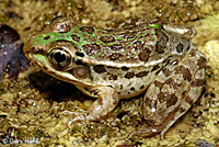 Rio Grande Leopard Frog