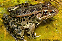 Rio Grande Leopard Frog