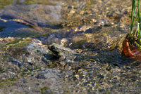 Foothill Yellow-legged Frog