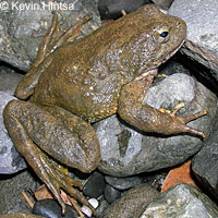 foothill yellow-legged frog