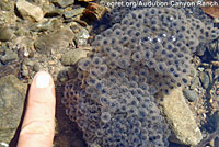 foothill yellow-legged frog eggs