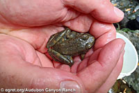 foothill yellow-legged frog eggs