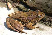 foothill yellow-legged frog