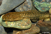 rana boylii tadpole