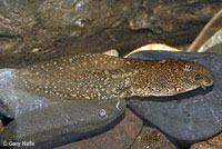 rana boylii tadpole