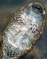 rana boylii tadpole