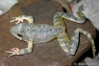 foothill yellow-legged frog