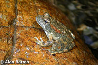 foothill yellow-legged frog