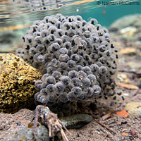 foothill yellow-legged frog eggs