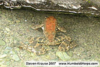 foothill yellow-legged frog