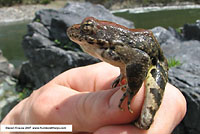 foothill yellow-legged frog