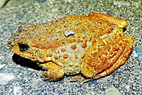 Foothill Yellow-legged Frog