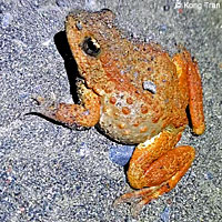 Foothill Yellow-legged Frog