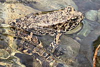 foothill yellow-legged frog