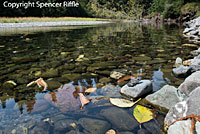 foothill yellow-legged frog eggs