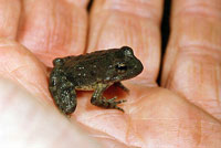 foothill yellow-legged frog