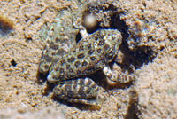 foothill yellow-legged frog