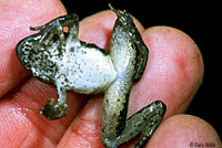 foothill yellow-legged frog