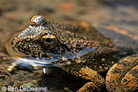 california toad