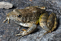 foothill yellow-legged frog