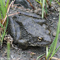 foothill yellow-legged frog