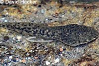 foothill yellow-legged frog