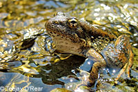 foothill yellow-legged frog